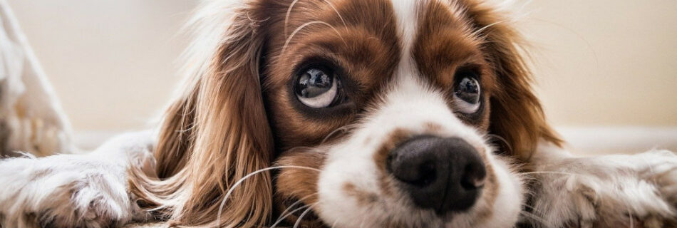 Spaniel puppy